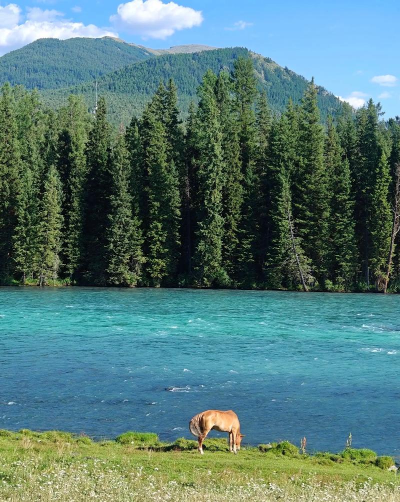 新疆喀纳斯6月初温度多少？-第2张图片-花冠旅游服务