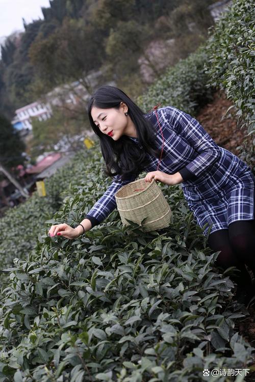 福建武夷山茶庄苏小莉-第1张图片-花冠旅游服务 福建武夷山茶庄苏小莉-第1张图片-花冠旅游服务