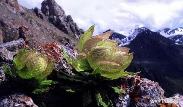 新疆天山雪莲哪里能买到正品？-第1张图片-花冠旅游服务