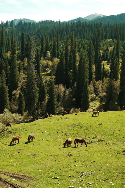新疆草原有哪些必打卡景点？-第3张图片-花冠旅游服务