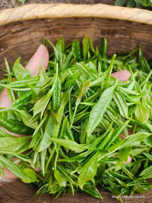 江西最出名的茶是哪一种？-第2张图片-花冠旅游服务