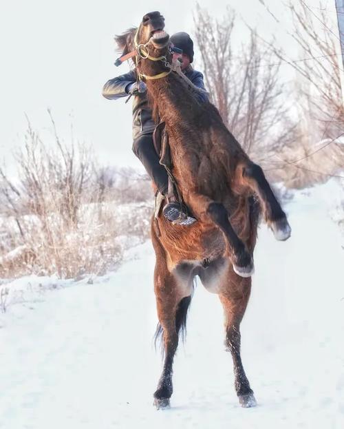 新疆伊犁昭苏马价格多少钱一匹？-第1张图片-花冠旅游服务