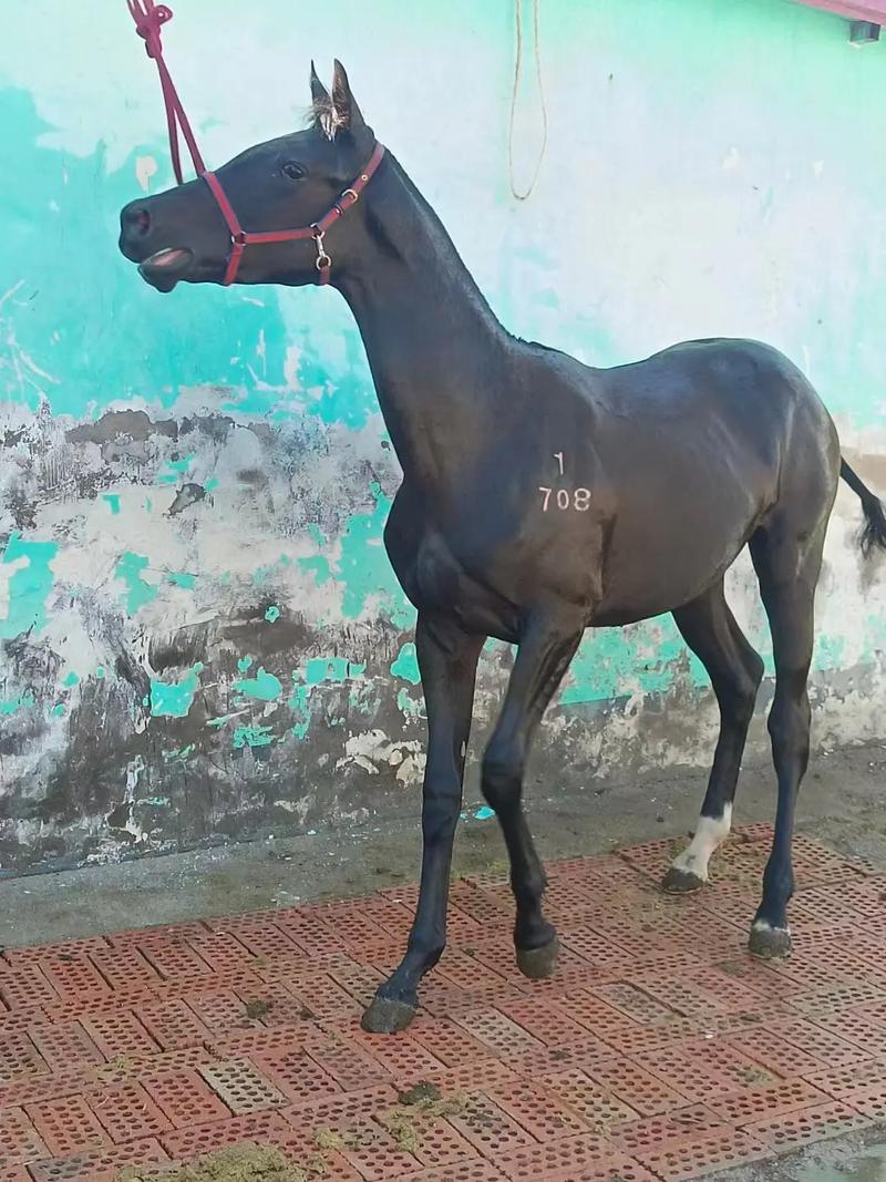 新疆伊犁昭苏马价格多少钱一匹？-第3张图片-花冠旅游服务