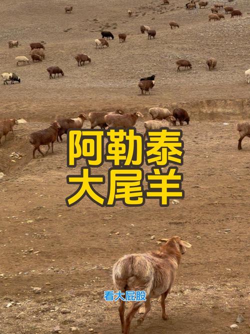 新疆阿勒泰大尾羊价格多少钱一斤?-第3张图片-花冠旅游服务 新疆阿勒泰大尾羊价格多少钱一斤?-第3张图片-花冠旅游服务