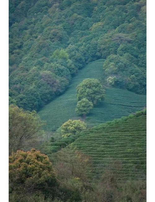 浙江西湖龙井山具体位于何处？-第3张图片-花冠旅游服务