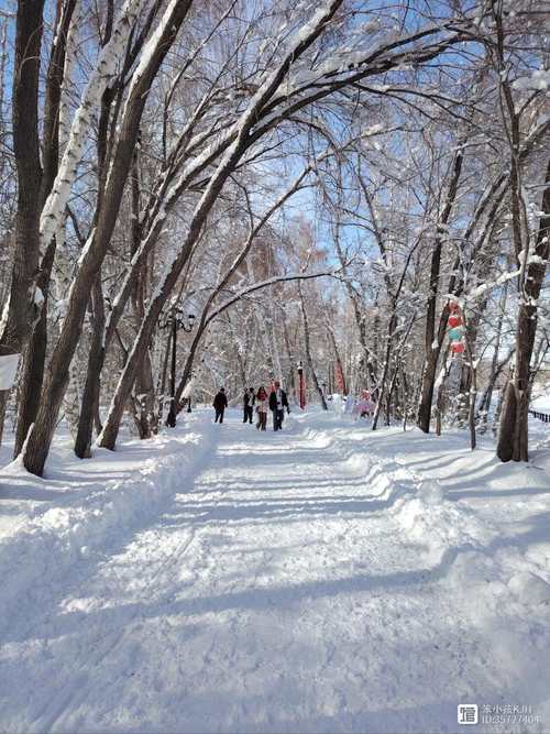 新疆阿勒泰桦林公园有何独特魅力？-第2张图片-花冠旅游服务