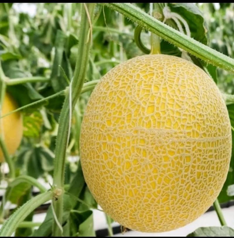 吐鲁番旅行必备清单有哪些？-第3张图片-花冠旅游服务