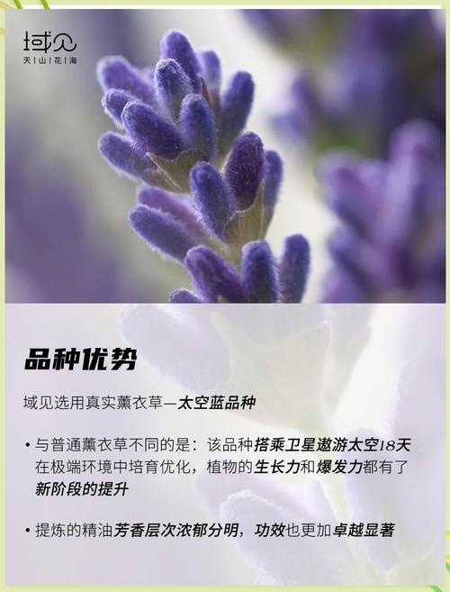 新疆薰衣草精油品质如何？-第2张图片-花冠旅游服务