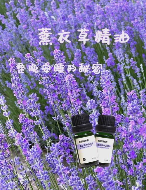 新疆薰衣草精油品质如何？-第3张图片-花冠旅游服务