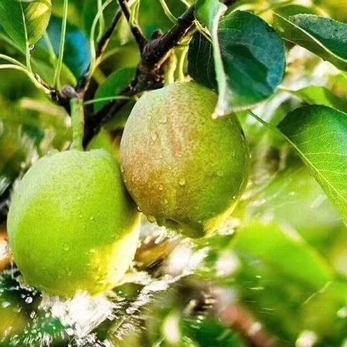 新疆库尔勒有哪些特色特产？-第1张图片-花冠旅游服务