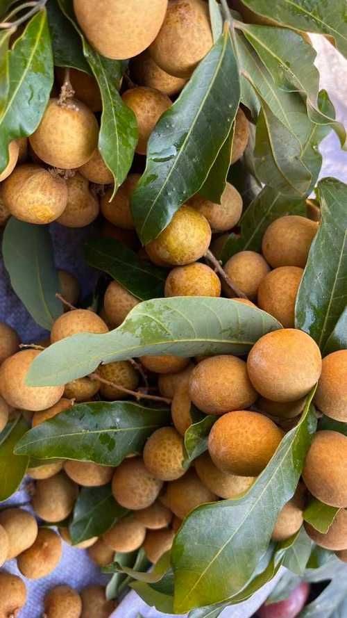 攀枝花飞福建要多久？-第2张图片-花冠旅游服务