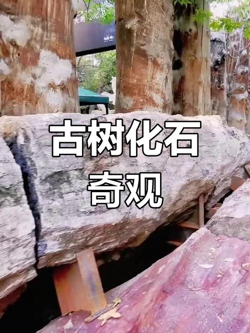 新疆硅化木图片及价格多少？-第3张图片-花冠旅游服务