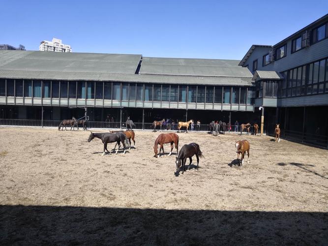 新疆乌鲁木齐野马国际有什么特色？-第2张图片-花冠旅游服务