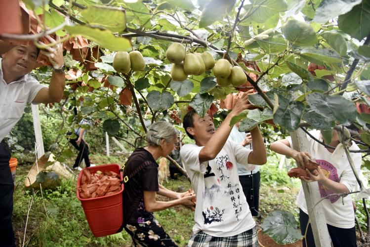 江西猕猴桃采摘地有哪些?-第1张图片-花冠旅游服务 江西猕猴桃采摘地有哪些?-第1张图片-花冠旅游服务