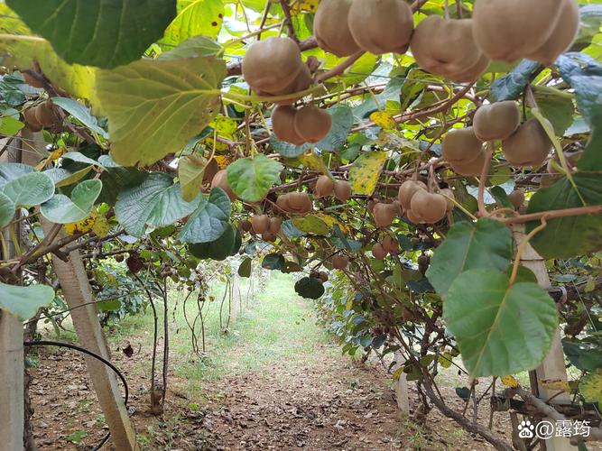 江西猕猴桃采摘地有哪些?-第2张图片-花冠旅游服务 江西猕猴桃采摘地有哪些?-第2张图片-花冠旅游服务