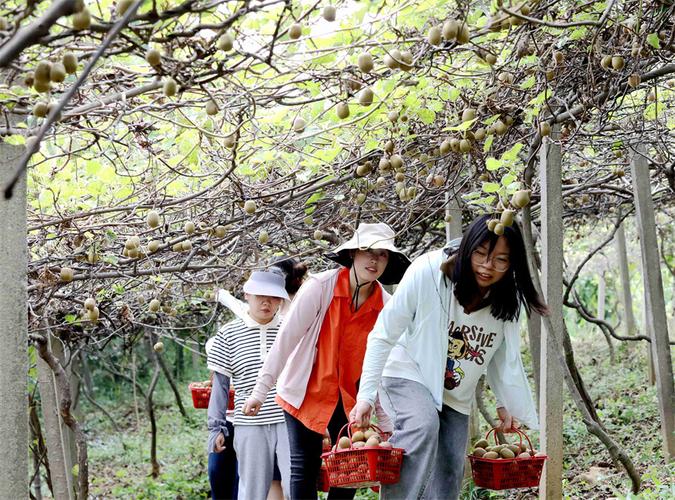 江西猕猴桃采摘地有哪些？-第3张图片-花冠旅游服务
