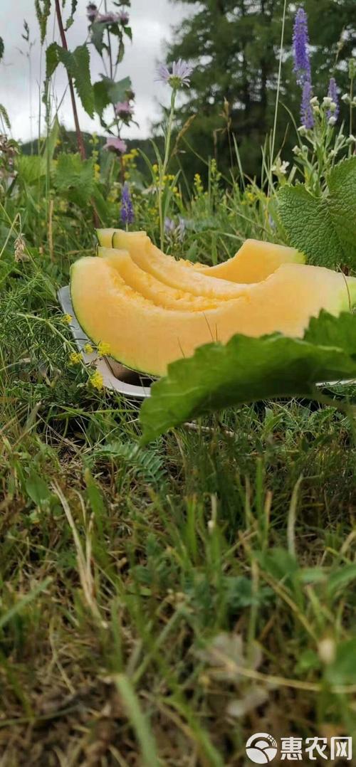 新疆哈密淖毛湖哈密瓜有何独特之处？-第2张图片-花冠旅游服务