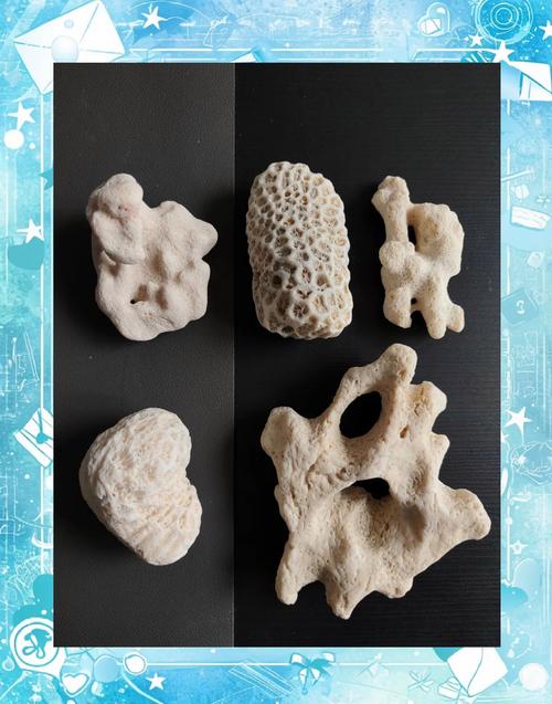 新疆艾丁湖为何会有珊瑚化石?-第2张图片-花冠旅游服务 新疆艾丁湖为何会有珊瑚化石?-第2张图片-花冠旅游服务