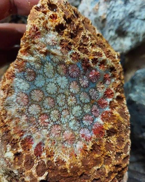 新疆艾丁湖为何会有珊瑚化石?-第3张图片-花冠旅游服务 新疆艾丁湖为何会有珊瑚化石?-第3张图片-花冠旅游服务