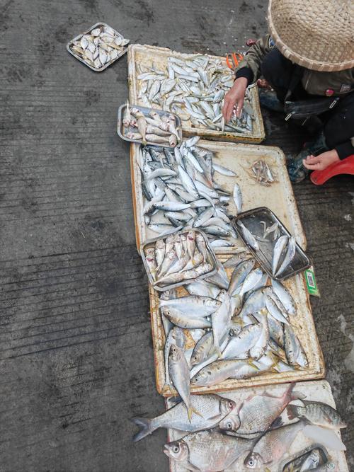 江西丰城哪里能买到新鲜海鲜?-第1张图片-花冠旅游服务 江西丰城哪里能买到新鲜海鲜?-第1张图片-花冠旅游服务