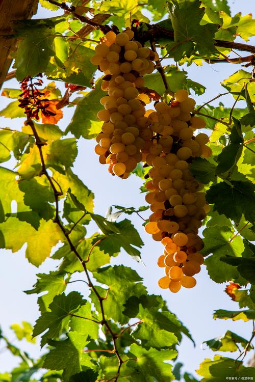 新疆吐鲁番葡萄为何如此诱人?-第2张图片-花冠旅游服务 新疆吐鲁番葡萄为何如此诱人?-第2张图片-花冠旅游服务