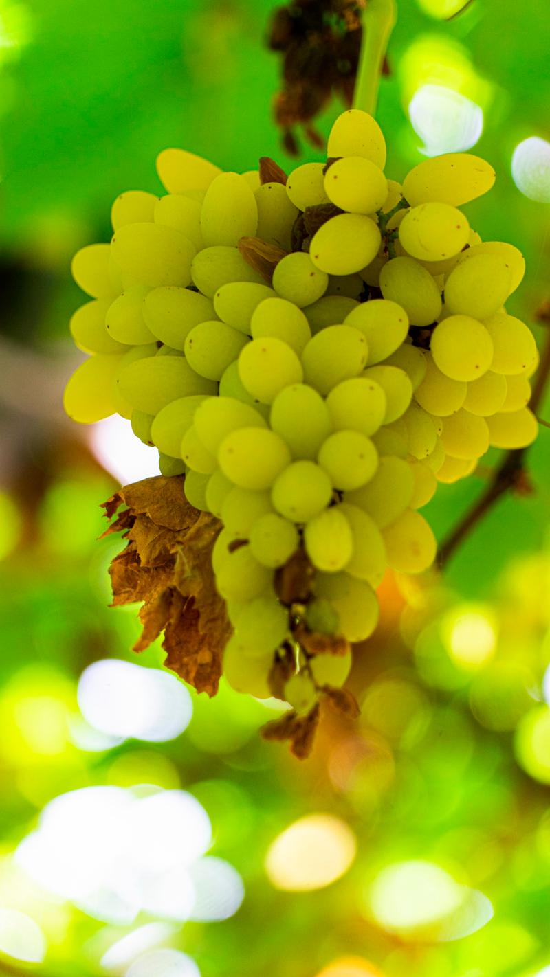 新疆吐鲁番葡萄为何如此诱人?-第3张图片-花冠旅游服务 新疆吐鲁番葡萄为何如此诱人?-第3张图片-花冠旅游服务