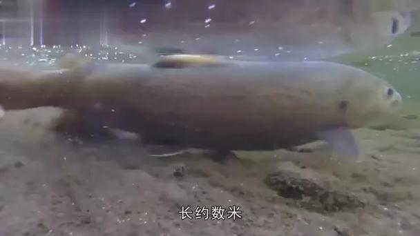 新疆哪个湖藏着神秘水怪?-第2张图片-花冠旅游服务 新疆哪个湖藏着神秘水怪?-第2张图片-花冠旅游服务