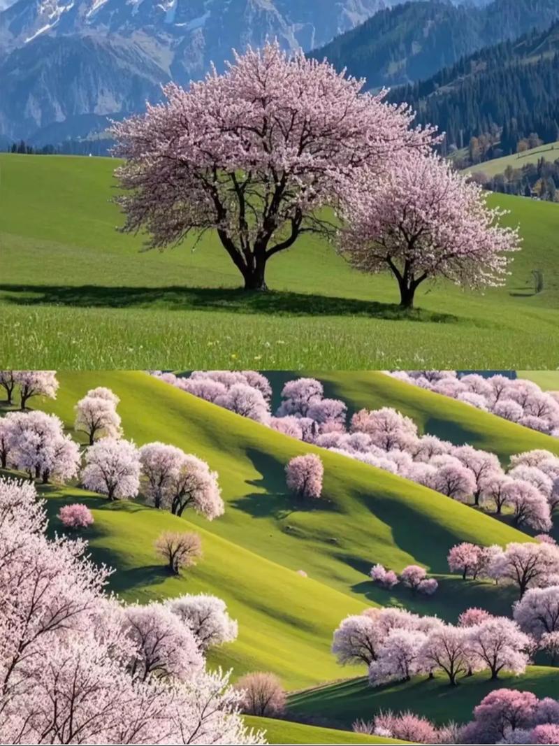 2025新疆假期安排何时公布?-第3张图片-花冠旅游服务 2025新疆假期安排何时公布?-第3张图片-花冠旅游服务