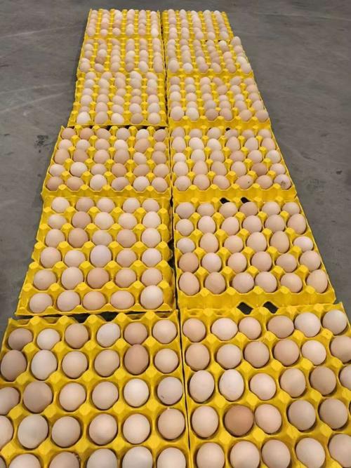 南昌哪能买到正宗土鸡蛋？-第1张图片-花冠旅游服务