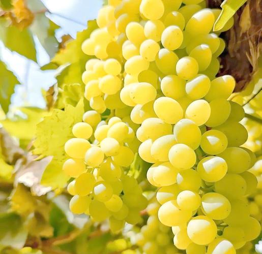 新疆盛产水果的什么最出名?-第1张图片-花冠旅游服务 新疆盛产水果的什么最出名?-第1张图片-花冠旅游服务