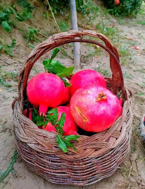 新疆盛产水果的什么最出名?-第3张图片-花冠旅游服务 新疆盛产水果的什么最出名?-第3张图片-花冠旅游服务