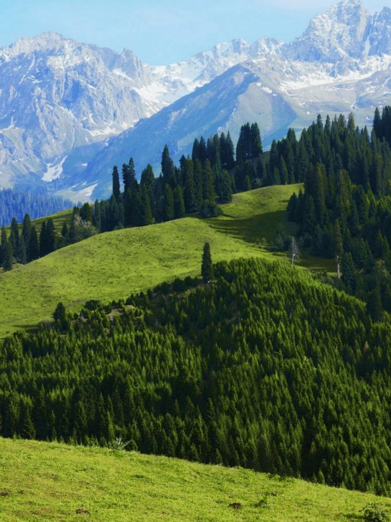 新疆国家级森林公园有何独特魅力？-第2张图片-花冠旅游服务