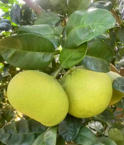 莆田有哪些特色特产？-第1张图片-花冠旅游服务