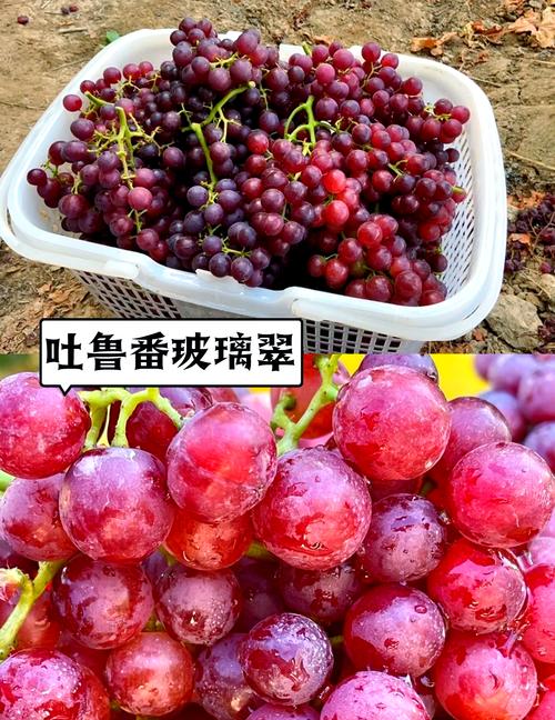 新疆葡萄图片大全有哪些品种？-第3张图片-花冠旅游服务