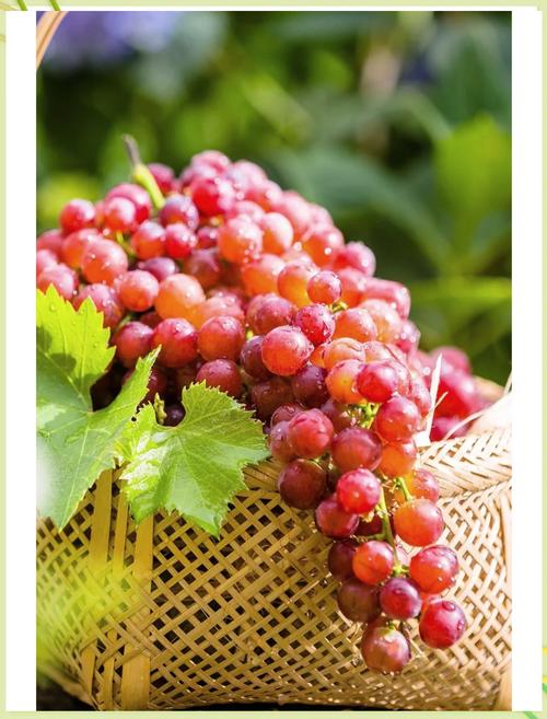 新疆三月有哪些水果当季?-第2张图片-花冠旅游服务 新疆三月有哪些水果当季?-第2张图片-花冠旅游服务