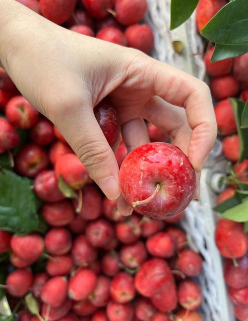 新疆三月有哪些水果当季?-第1张图片-花冠旅游服务 新疆三月有哪些水果当季?-第1张图片-花冠旅游服务