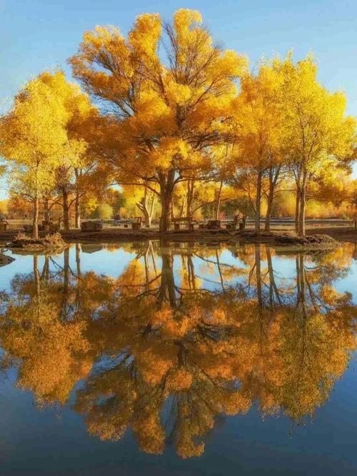 新疆胡杨林，最值得去的是哪片？-第2张图片-花冠旅游服务