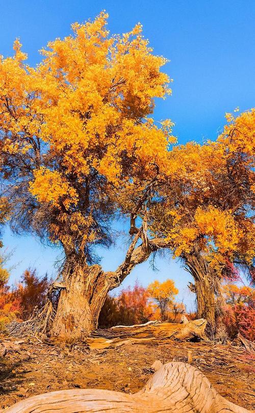 新疆胡杨林，最值得去的是哪片？-第1张图片-花冠旅游服务