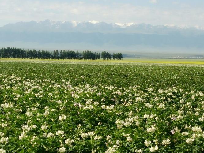 新疆昭苏县有哪些特色特产？-第3张图片-花冠旅游服务