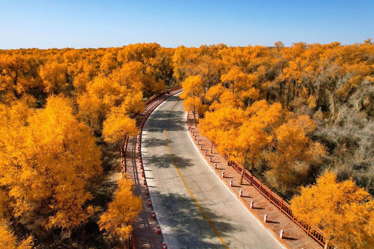 塔里木胡杨林为何被称为轮胎林？-第1张图片-花冠旅游服务