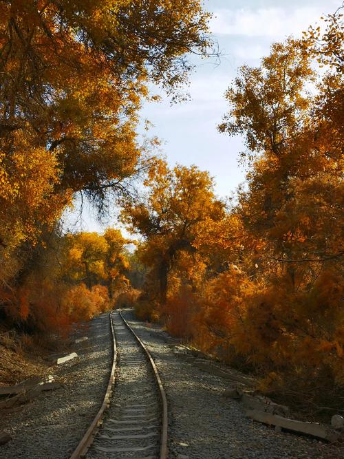 塔里木胡杨林为何被称为轮胎林？-第3张图片-花冠旅游服务