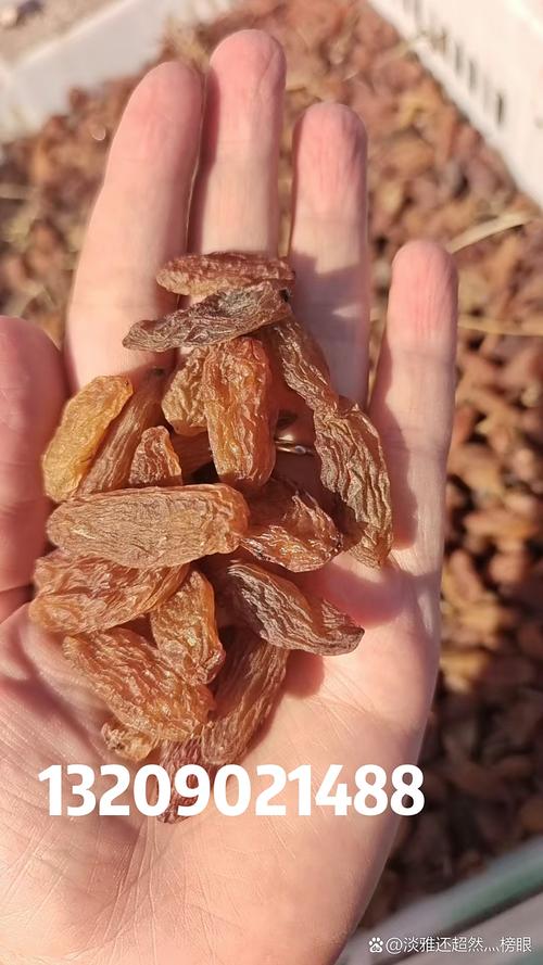 新疆乌鲁木齐买葡萄干-第1张图片-花冠旅游服务