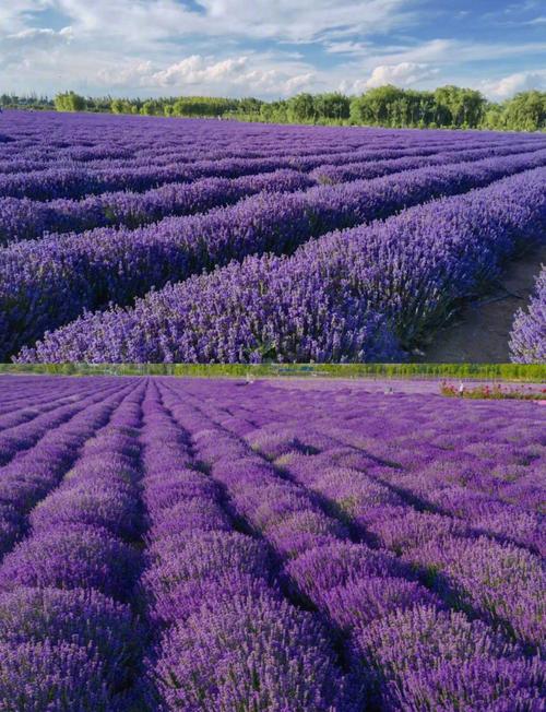 新疆7月真的能看到薰衣草吗?-第1张图片-花冠旅游服务 新疆7月真的能看到薰衣草吗?-第1张图片-花冠旅游服务