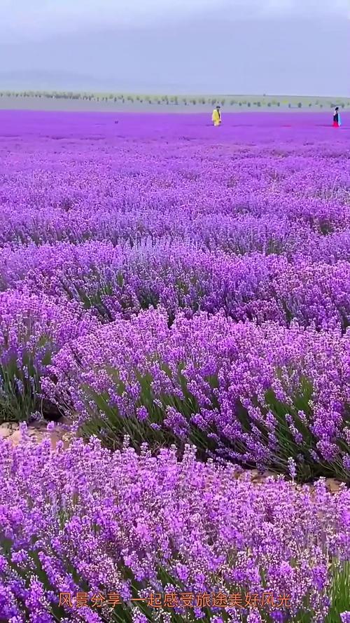 新疆7月真的能看到薰衣草吗？-第2张图片-花冠旅游服务