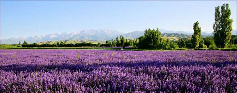 新疆伊犁65团薰衣草-第2张图片-花冠旅游服务