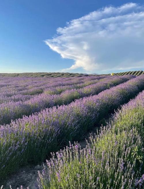 新疆伊犁65团薰衣草-第3张图片-花冠旅游服务
