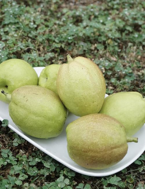 新疆五月份有什么水果-第1张图片-花冠旅游服务 新疆五月份有什么水果-第1张图片-花冠旅游服务