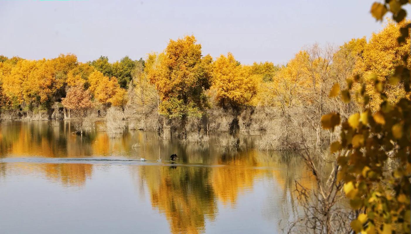 新疆轮台胡杨林几月黄-第2张图片-花冠旅游服务