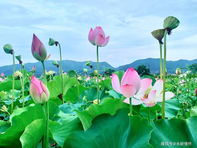 江西永新有哪些值得一玩的景点？-第2张图片-花冠旅游服务