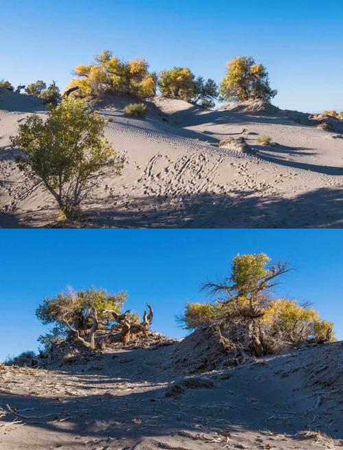 新疆胡杨林哪里最美？-第2张图片-花冠旅游服务